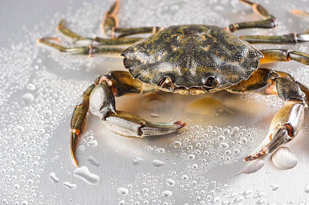 istock Crab, still life, crustacean, claw, seafood, food, fresh, studio 497197251