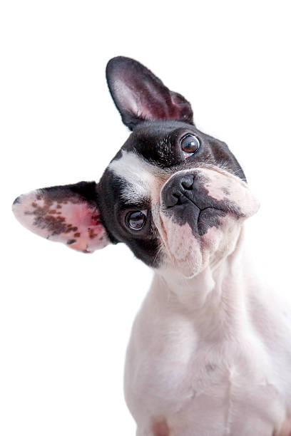 istock white and black french bulldog 497197841