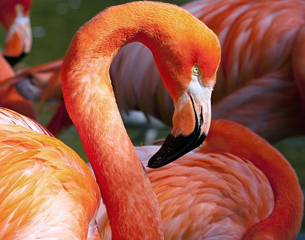 istock American Flamingo - Phoenicopterus ruber 497197947