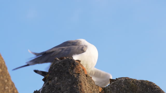 malaga sunny day seagull clean close up view 4k