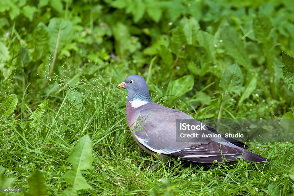 Gołąb drzewny (Columba palumbus) - Zbiór zdjęć royalty-free (Bez ludzi)