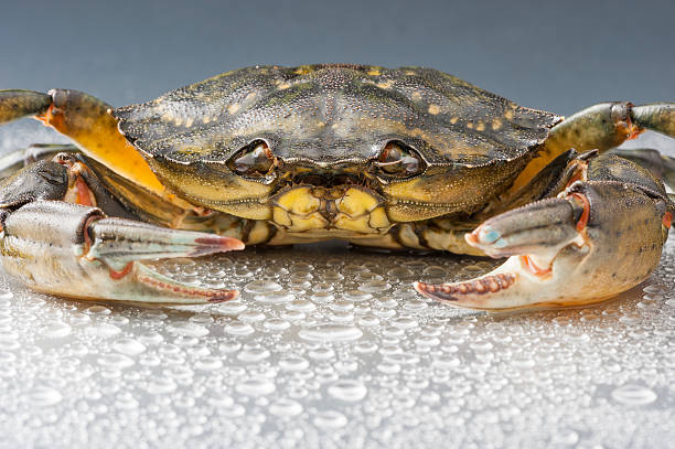 istock Crab, macro, crustacean, claw, seafood, food, fresh, studio 497198789