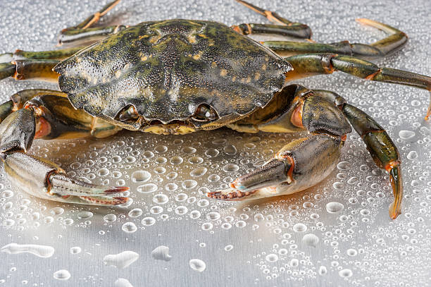 istock Crab, still life, crustacean, claw, seafood, food, fresh, studio 497198795