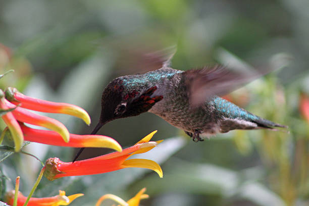 istock male Anna's Hummingbird (Calypte anna) 497199051