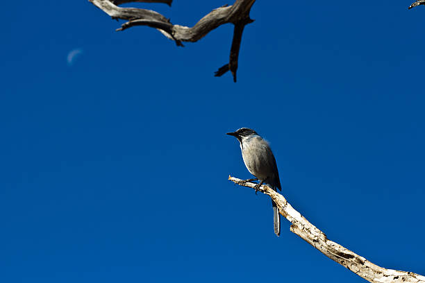 ブルーバードに、木の枝のグランドキャニオン - bird bluebird missouri perching ストックフォトと画像