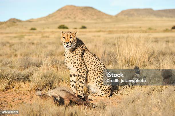 Cheetah Proteger Su Comida Foto de stock y más banco de imágenes de Aerodinámico - Aerodinámico, Alerta, Alimento