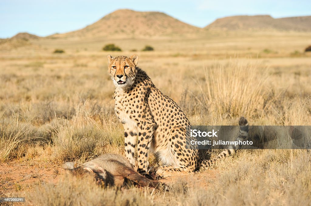 Gepard ochrony jej posiłek - Zbiór zdjęć royalty-free (Aerodynamiczny)