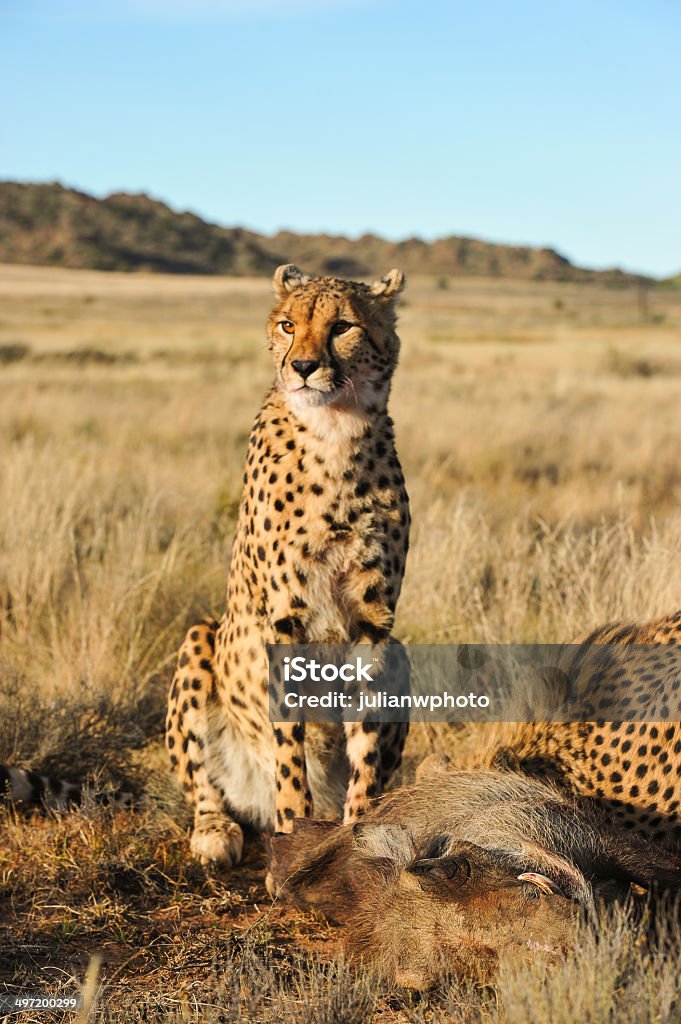 Gepard Schutz Ihrer Mahlzeit - Lizenzfrei Aerodynamisch Stock-Foto