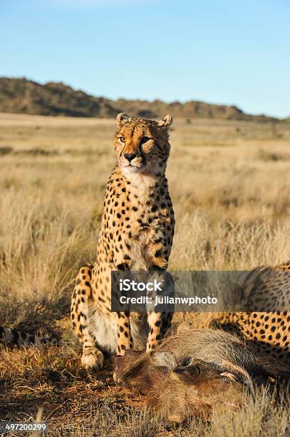 Gepard Schutz Ihrer Mahlzeit Stockfoto und mehr Bilder von Aerodynamisch - Aerodynamisch, Afrika, Bedrohte Tierart