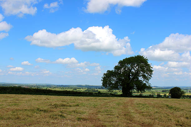 istock Image of farm field, harvested crop, countryside views, oak tree 497201241