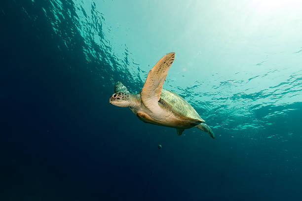 istock Female green turtle in the Red Sea. 497201687