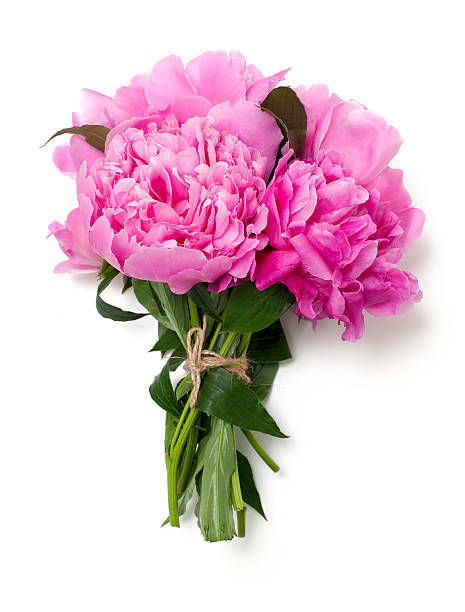bunch of pink peonies isolated on white background stock photo