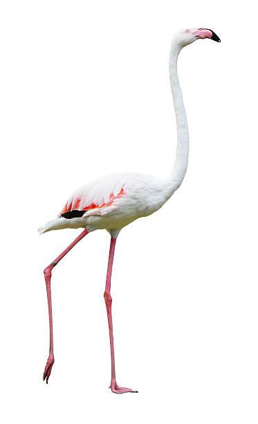 istock Bird flamingo walking on a white background 497203953