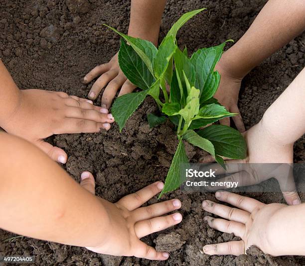Girls Planted A Sapling Stock Photo - Download Image Now - Education, Vegetable Garden, Yard - Grounds