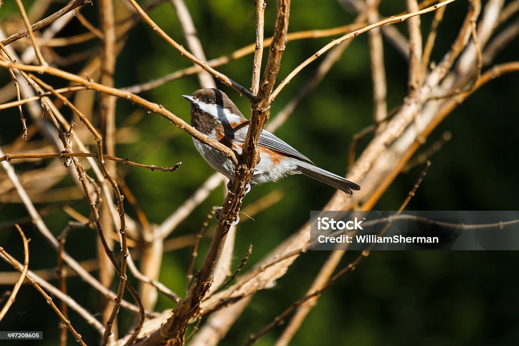 Châtaigne dos Mésange à tête noire (Poecile rufescens) - Photo de Beauté de la nature libre de droits