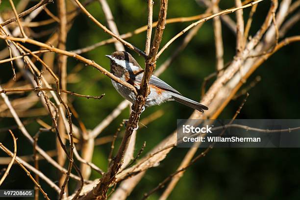 Photo libre de droit de Châtaigne Dos Mésange À Tête Noire banque d'images et plus d'images libres de droit de Beauté de la nature