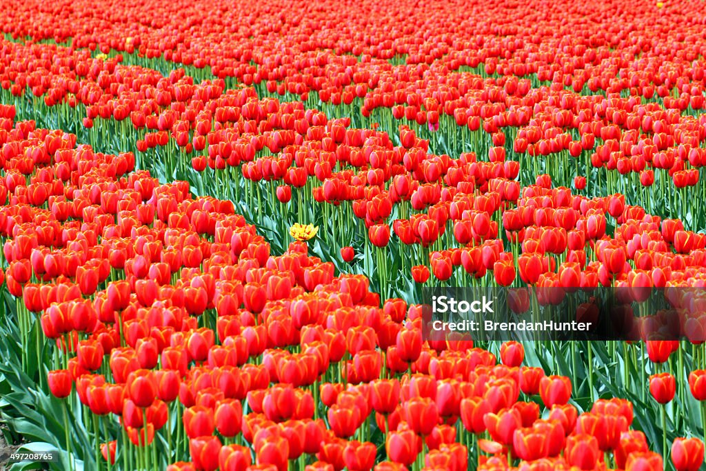 Tulpen - Lizenzfrei Agrarbetrieb Stock-Foto