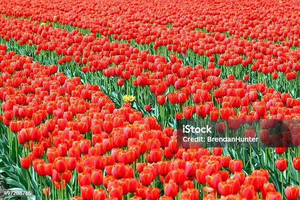 Tulpen Stockfoto und mehr Bilder von Agrarbetrieb - Agrarbetrieb, Agrarland, Blume