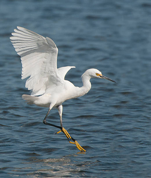 istock Snowy Egret Fleeing 497209025