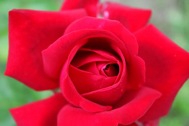 istock Close-up scarlet rose 497209223