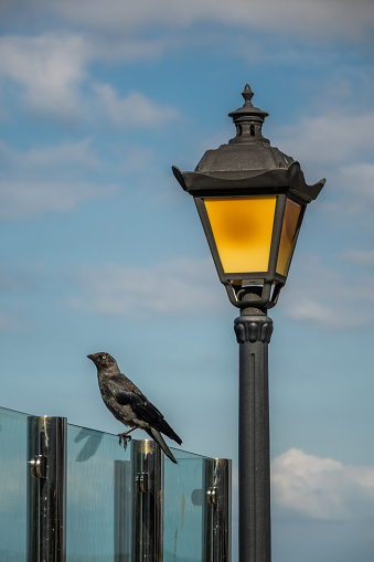 Black crow and a lamppost with blue sky in background