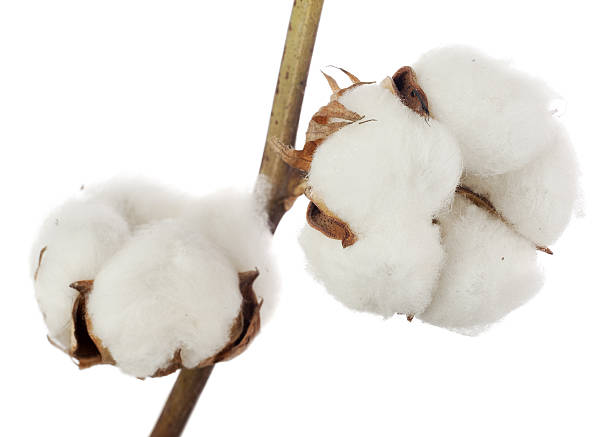 istock Cotton plant flower isolated on white background. 497209696