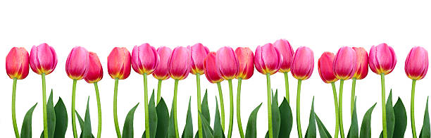 istock Group of pink tulips. 497209859