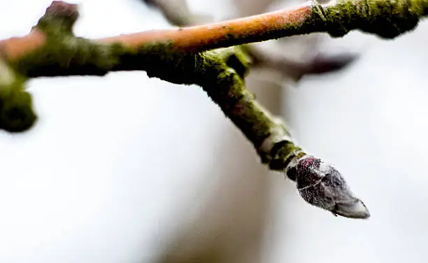 Photo of Apple bourgeon during stripping