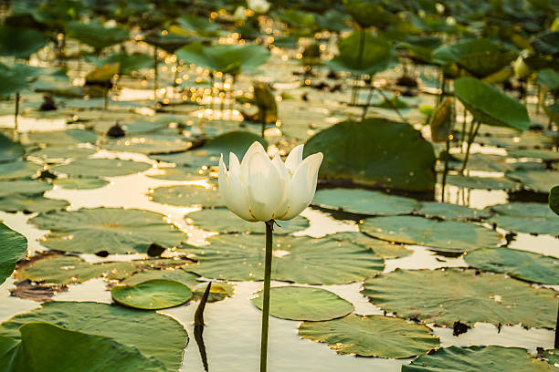 istock Green lotus and green leaves. 497210253