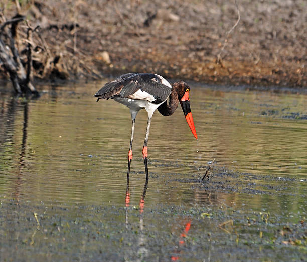 istock Saddle-billed Stork; ephippiorhynchus senegalensis 497210271