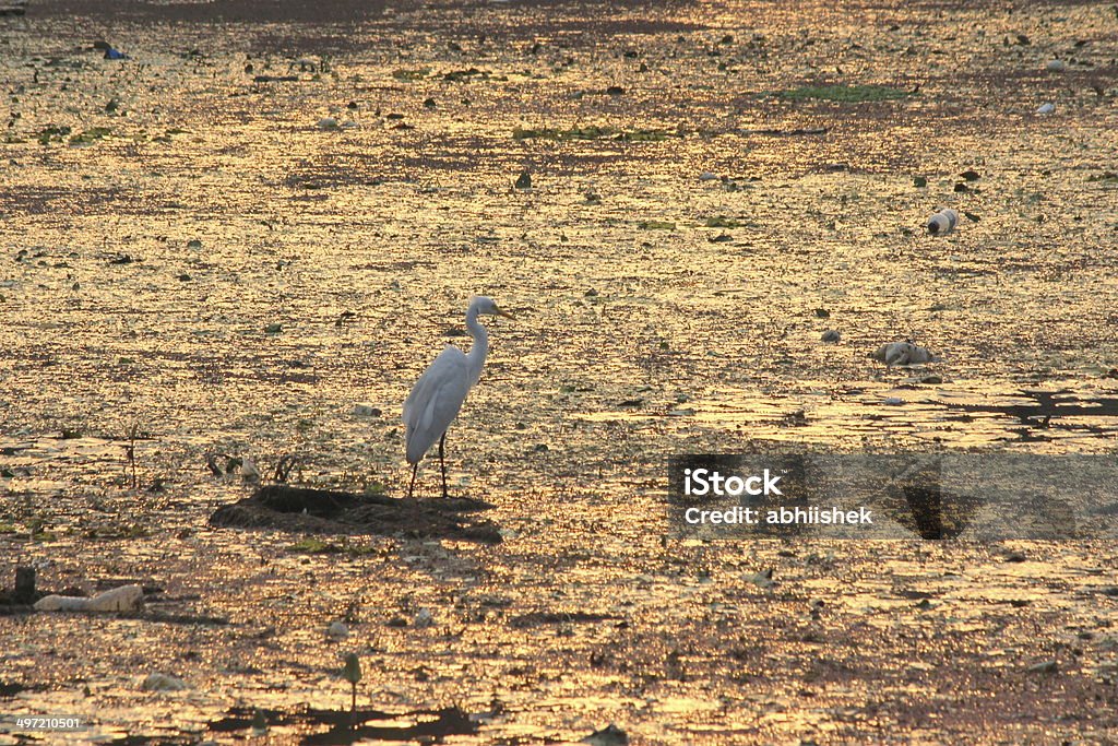 ibis - Photo de Animal vertébré libre de droits
