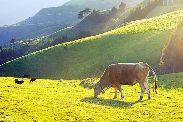 istock brown cow grazing on field 497210641