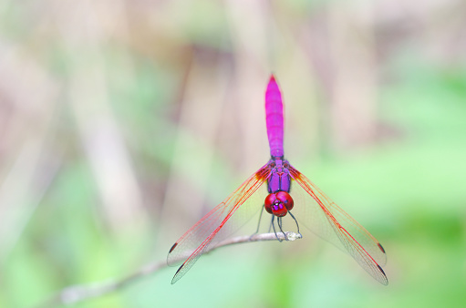 crimson marsh glider dragonfly is resting on a wood stick