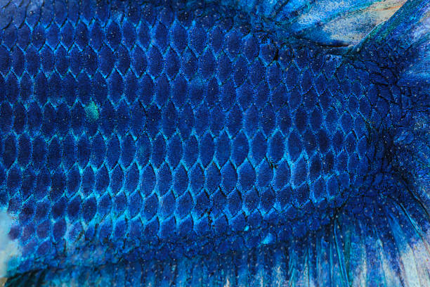 istock Close-up on a fish skin - Siamese fighting fish 497211306