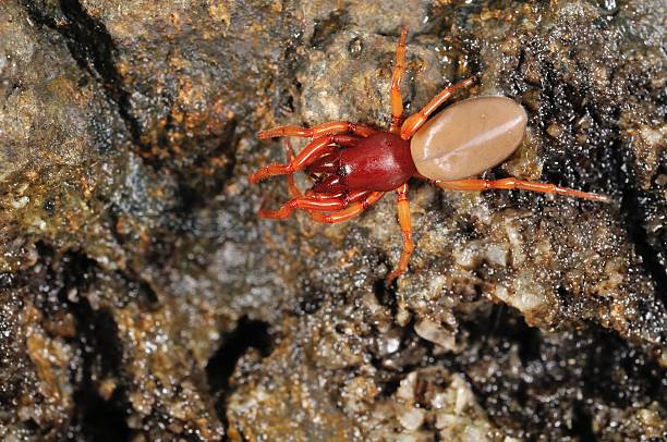istock Spider predator of woodlice 497211499