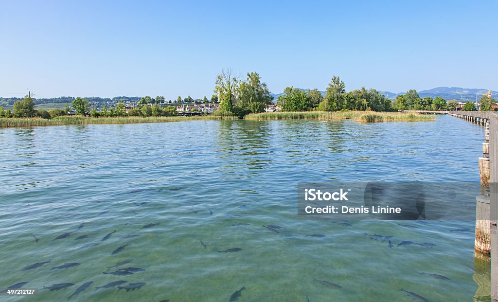 Fishes in lake Zurich Fishes (bream) in lake Zurich (Obersee), near Rapperswil city, Switzerland Bridge - Built Structure Stock Photo