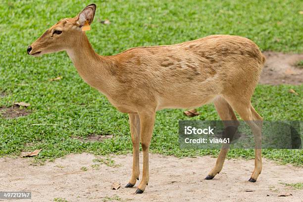 Elds Олень — стоковые фотографии и другие картинки Brow-Antlered Deer - Brow-Antlered Deer, Азия, Величественный