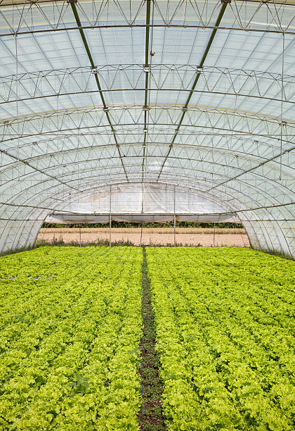 istock lettuce in a greenhouse 497212157