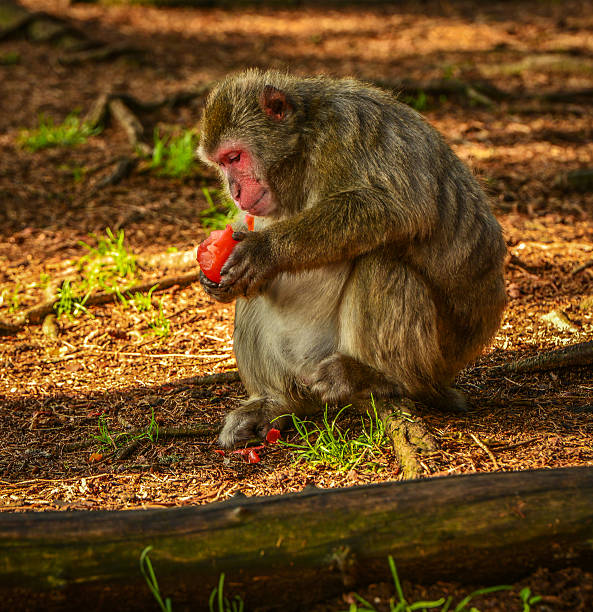 Monkey, während der Fütterung Makaken – Foto
