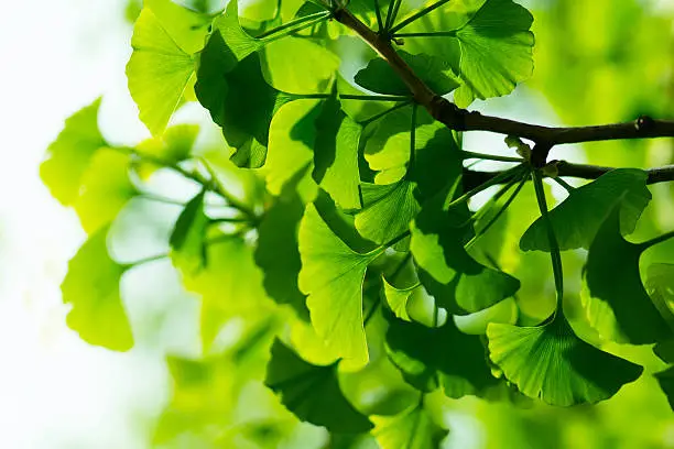 Green ginkgo leaves background, photo taken in spring park.