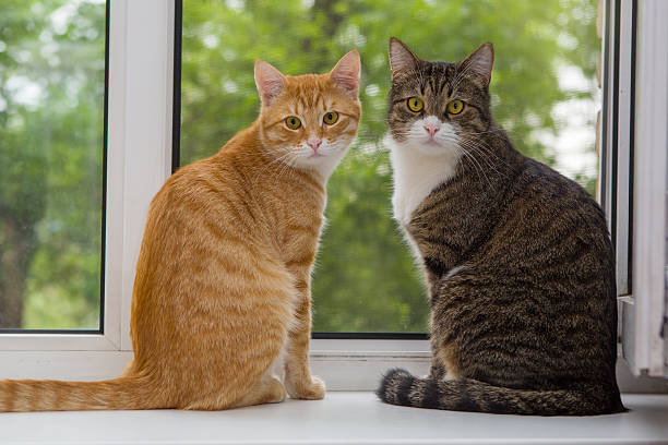 istock Two cat sitting on the window sill 497213171