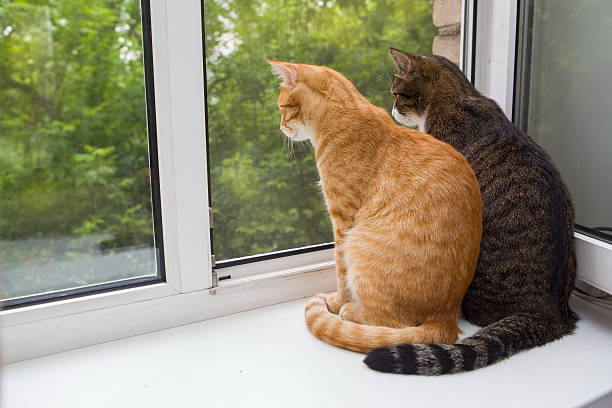 istock Two cat sitting on the window sill 497213173