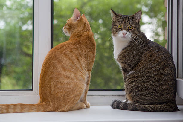 istock Two cat sitting on the window sill 497213177