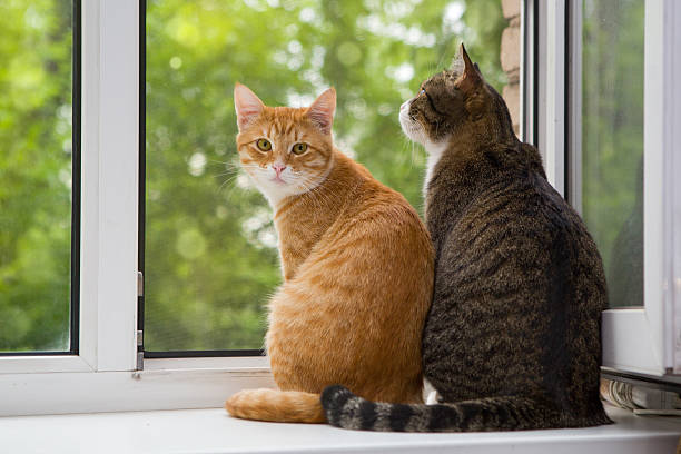 Two cat sitting on the window sill stock photo