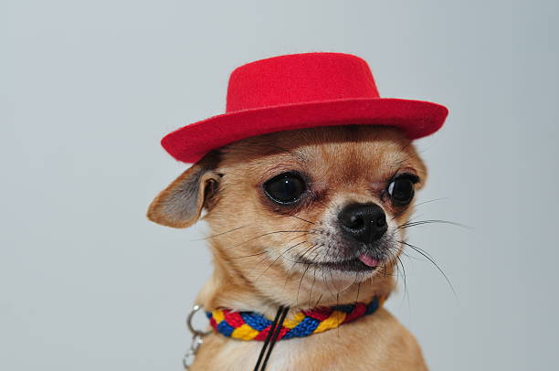 istock Mexican Chihuahua 497213361