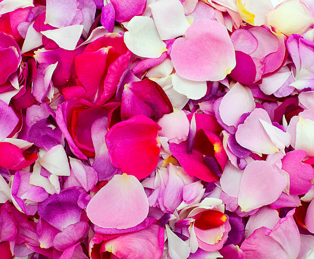 istock rose petals of different colors 497213375