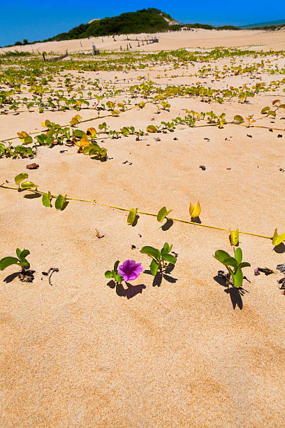 istock Itaunas Beach Espirito Santo Brazil dune sand sea sand 497213405