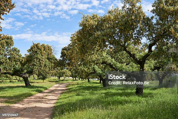 Dehesa Landscape In Extremadura Spain Stock Photo - Download Image Now - Spain, Blue, Caceres Province