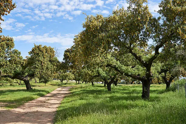 Dehesa landscape in Extremadura, Spain.