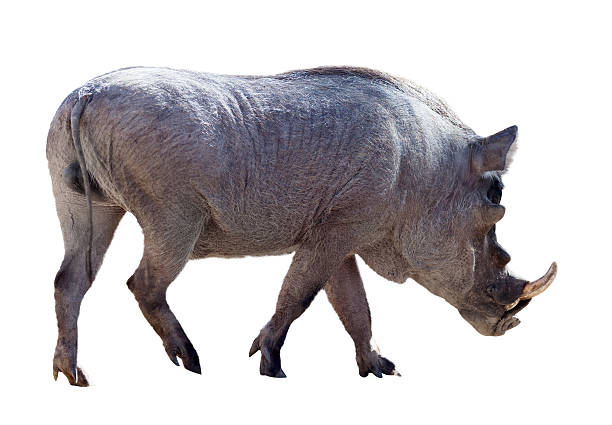 istock Male warthog. Isolated over white 497213481